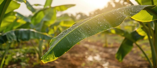 Wall Mural - dew drops on vibrant banana leaves capturing the freshness after rainy day glows in morning light