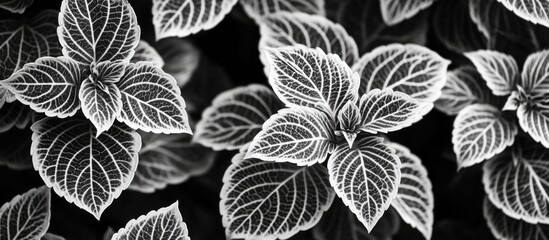 Poster - Monochrome Coleus Leaves with Intricate Veins in Black and White Photography