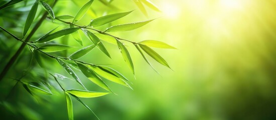 Wall Mural - Dewy bamboo leaves glisten in morning light showcasing nature's beauty and tranquility in a lush green environment.