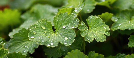 Wall Mural - close-up of fresh green leaves adorned with dew droplets glistening under natural light showcasing n