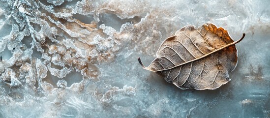 Wall Mural - Dry autumn leaf resting on ice with delicate snowflakes creating a serene winter landscape background.