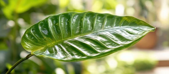 Wall Mural - close-up view of lush green leaf showcasing intricate texture against a soft blurred background in n