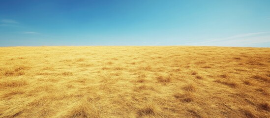 Aufkleber - Dry yellow and brown grass field under clear blue sky creating a dense textured landscape ideal for nature backgrounds and outdoor themes.