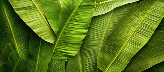 Aufkleber - Tropical green leaves texture background showcasing vibrant foliage and natural patterns for design and decor purposes.