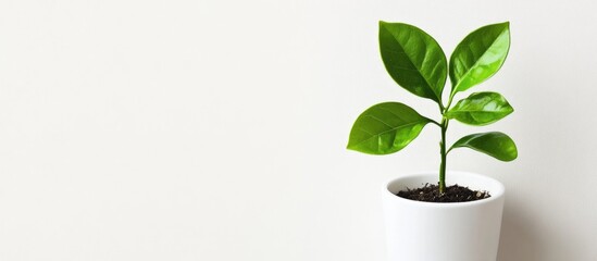 Fototapete - Fresh green seedling in a white pot showcasing vibrant leaves and natural plant aesthetics on a minimalist white background.