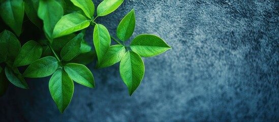 Aufkleber - Concrete texture backdrop with vibrant green leaves creating a nature-inspired contrast for modern design and decor purposes.