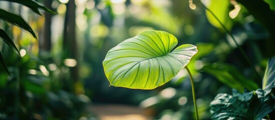 Poster - Nature close-up of vibrant green leaf against a soft blurred garden backdrop showcasing sunlight and lush greenery for ecology-themed backgrounds