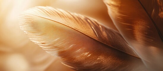Wall Mural - macro view of two brown duck feathers showcasing delicate textures in a romantic, softly lit atmosph