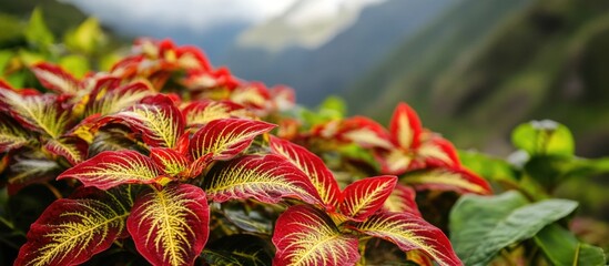Poster - Vibrant coleus plants with striking red leaves and yellow veins thriving in a lush highland landscape with mountains in the background.