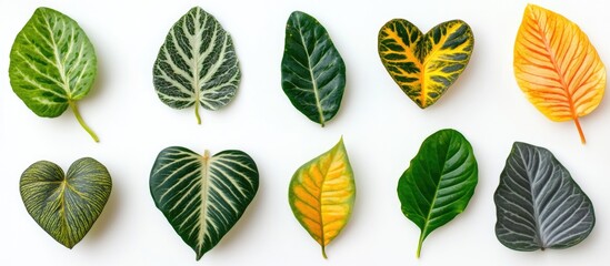 Poster - Diverse collection of uniquely patterned and shaped leaves arranged aesthetically on a light background for botanical design inspiration.