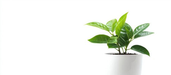 Fototapete - Fresh green leaf seedling in a white pot showcasing natural beauty with a tropical vibe perfect for home or office decor minimalistic style.