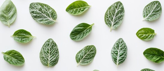 Wall Mural - leafy pattern design featuring diverse green leaves on a clean white background ideal for nature-the