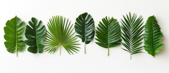 Poster - Tropical palm leaves composition on white background for summer holiday concept flat lay greenery nature design botanical decor