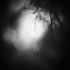 Wall Mural - Black and white photo of a tree and zen papaya with soft-focus dark gradient moody blur effect