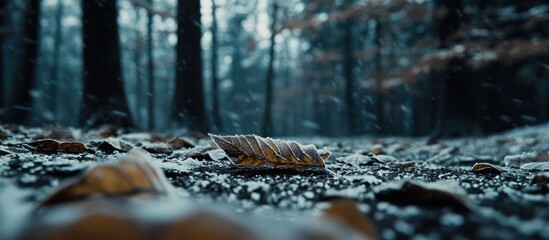 Wall Mural - close up of frozen leaves on the ground in a winter black forest with soft focus and natural lightin