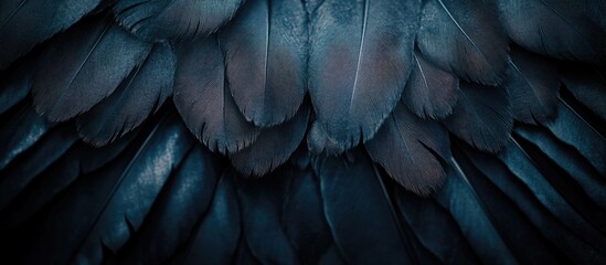 Wall Mural - close up of dark raven wings showcasing intricate feather patterns with a soft texture perfect for n