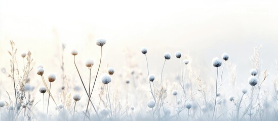 Wall Mural - frosted wildflowers in tranquil winter landscape snow-covered meadow with soft light hues