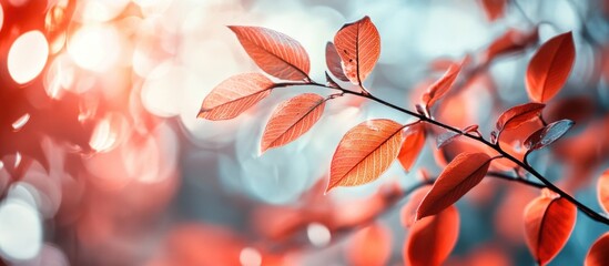 Poster - Vibrant autumn leaves with sunlight creating a warm glowing background in a nature close-up composition