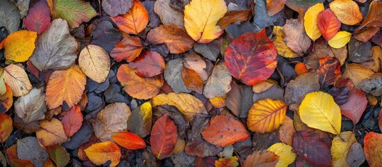 Wall Mural - Autumn leaves covering the ground in a park showcasing vibrant colors and textures of fallen foliage natural seasonal beauty.