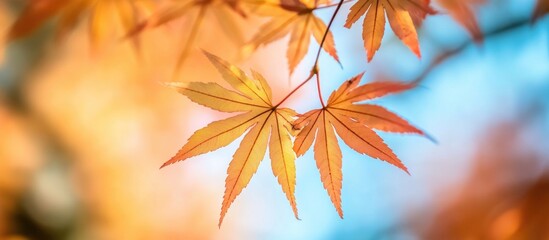 Wall Mural - Vibrant autumn leaves in orange and yellow hues against a clear blue sky showcasing a colorful nature landscape in a serene park setting