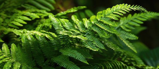 Wall Mural - lush green fern fronds macro detail showcasing intricate leaf patterns and textures in natural light