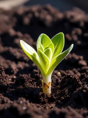 a young green plant sprout with vibrant leaves emerging from rich, dark soil, symbolizing new growth