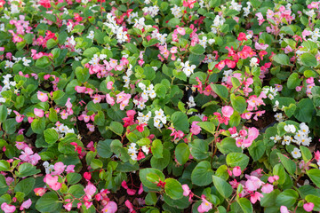 Wall Mural - begonia flower (begonia semperflorens) blooming.