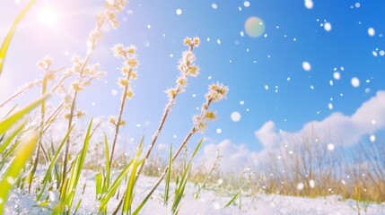Wall Mural - Beautiful snow-covered landscape featuring vibrant green grass sprouting, delicate flowers blooming amidst falling snowflakes under clear blue sky, nature's winter wonderland concept
