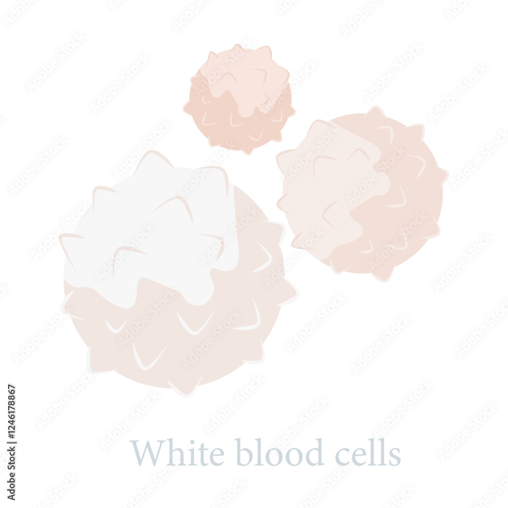 Vector image of blood composition. Red blood cells, white blood cells ...