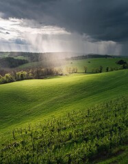 Wall Mural - Rain and Renewal in a Green Landscape