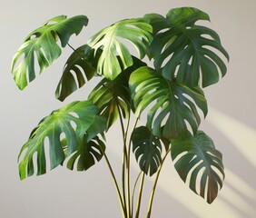 Wall Mural - Sunlit Monstera deliciosa plant indoors, minimalist background, home decor