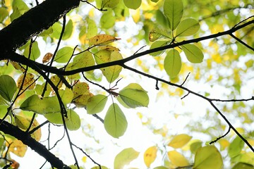 Poster - Sunlight filtering through vibrant autumn leaves creating a serene and natural atmosphere