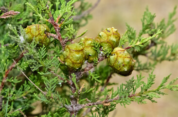 pine trees. photos of pine trees and cones.