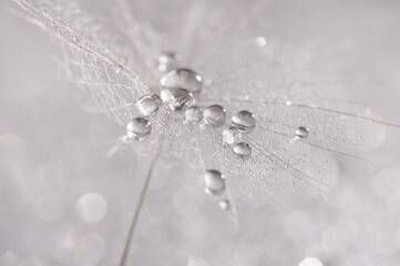 Wall Mural - beautiful macro dandelion seed with silvery drops of water or dew, abstract art background