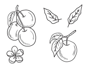 Plum berry design on branch with leaves in black on white background. Hand drawn vector sketch illustration in doodle engraved vintage line art style. Apricot fruit, flower, tree