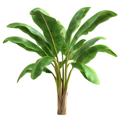 Wall Mural - Banana plant with large green leaves, isolated on transparent cutout background