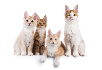 Wall Mural - Group of 4 Maine Coon cat kittens, sitting and laying side beside on perfect row. All looking towards camera. Isolated on a white background.