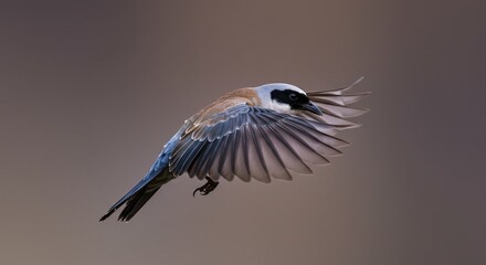 Wall Mural - bird in flight