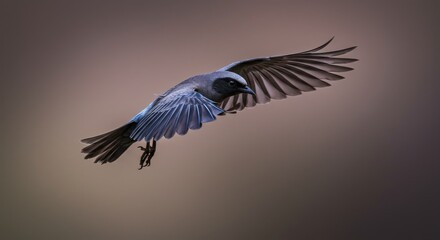 Wall Mural - bird in flight