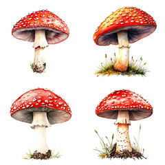 Vibrant red mushrooms in natural habitat botanical detailed study outdoor close-up nature's beauty