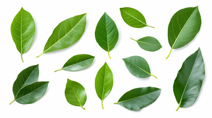 Fresh green leaves, isolated on white background, for product display or educational use