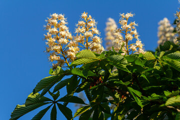 Wall Mural - Aesculus hippocastanum is a large tree. Its inflorescences are a source of nectar for bees and insects, and are used as an ingredient in traditional medicine