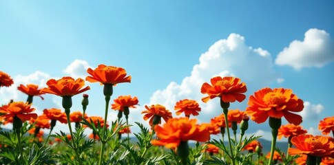 Wall Mural - Red marigold flowers in full bloom against a blue sky, orange, marigold