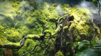 Wall Mural - Lush green moss blankets tree trunks and rocky surfaces, enveloped in mist, amidst tropical plants and vibrant greenery, creating serene atmosphere in natures forest.