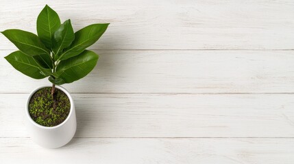 Canvas Print - Green plant in white pot on wooden desk.  Background space for text.  Website banner