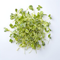 Wall Mural - pea Sprouts isolated on white background.