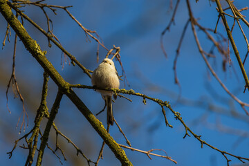 Wall Mural - Long-tailed tit - Aegithalos caudatus sitting on a branch in the tree crown. Blue sky