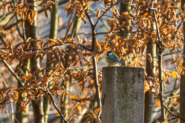 Wall Mural - Beautiful colorful bird Great Tit in a green bush on a branch