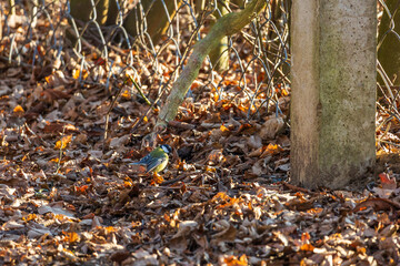 Wall Mural - Beautiful colorful bird Great Tit in a green bush on a branch