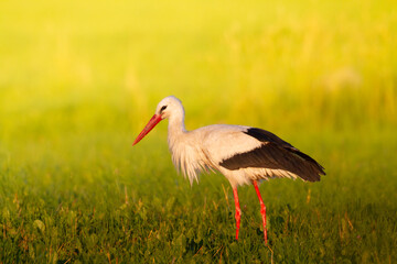 Wall Mural - Bird White Stork Ciconia ciconia hunting time early spring in Poland Europe